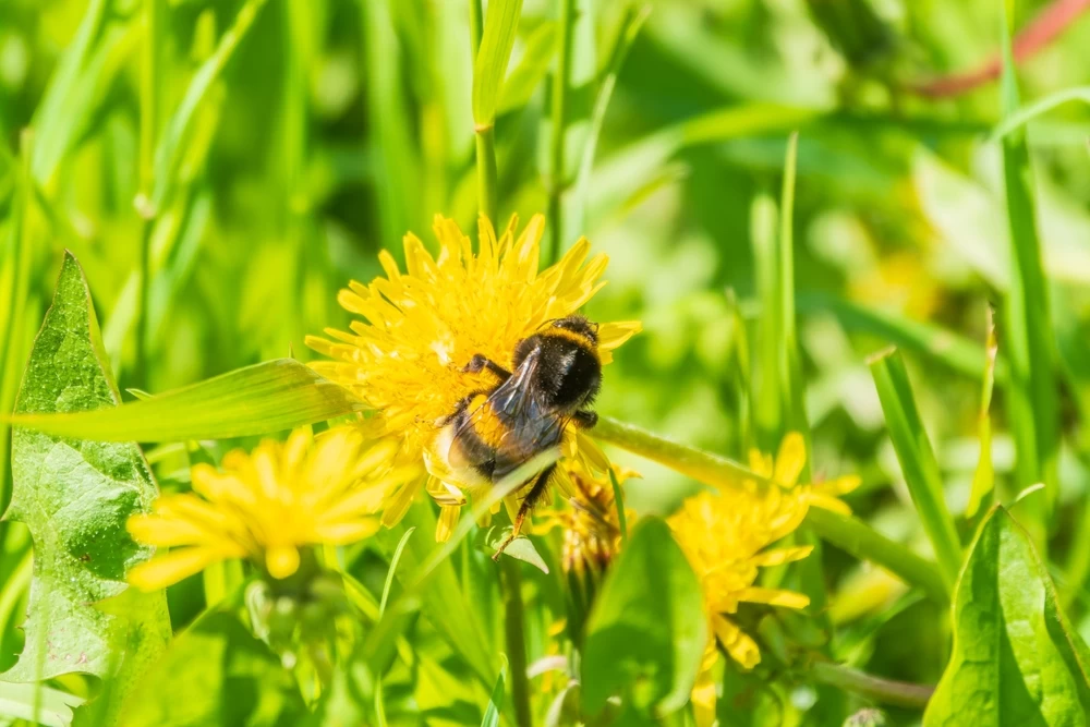 shutterstock_2529884013