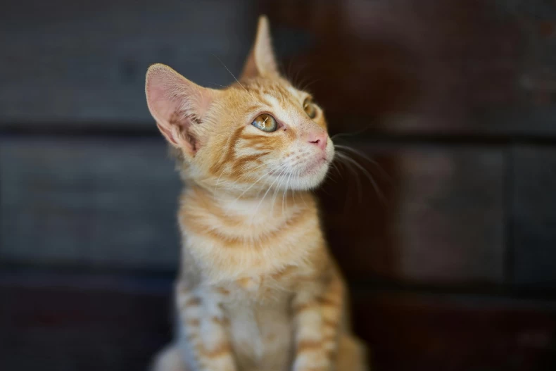 8.動物的異常行為