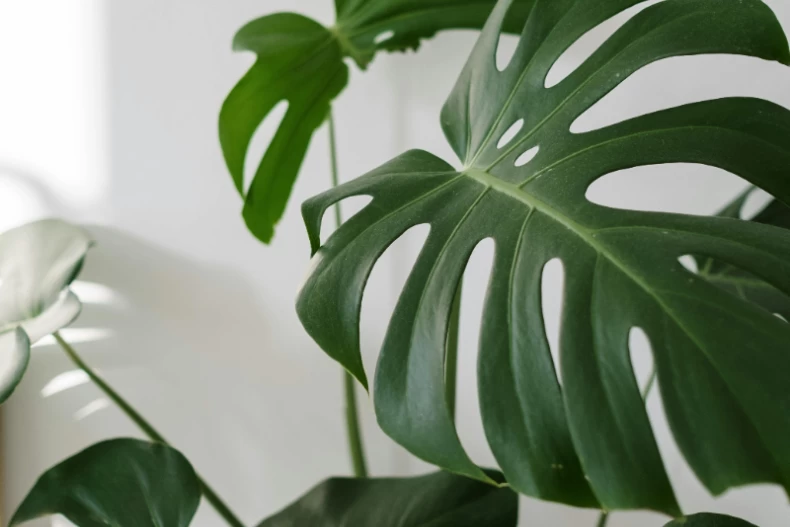3.植物茂盛生長