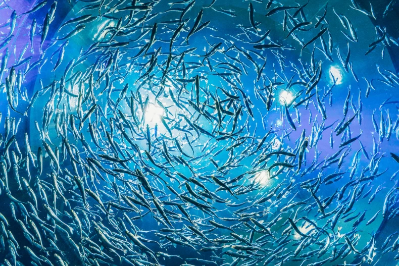 1.夢見魚