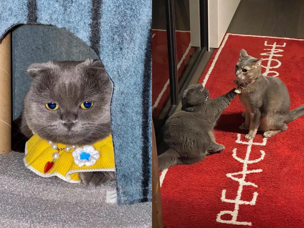 GD愛貓「ZOA」是誰?是什麼品種?