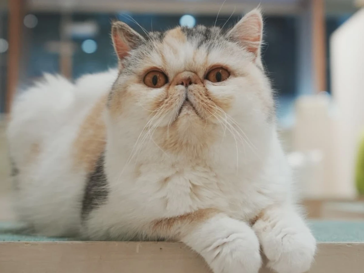 貓咪咖啡廳全台10家完整指南！北部、中部、南部一次網羅|女人我最大