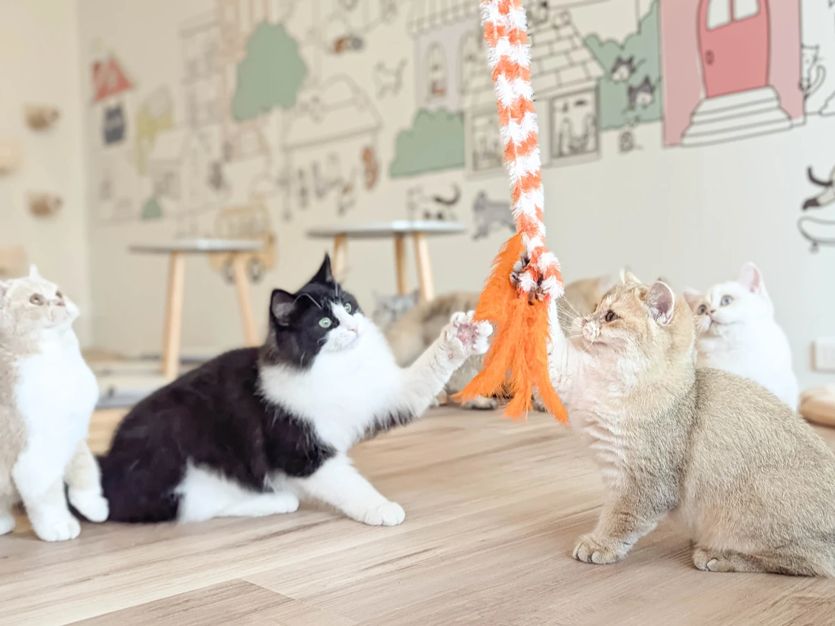 FotoJet - 2025-08-18T004356.886