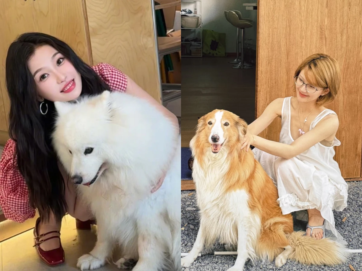 虞書欣的淡定與趙露思的明爭