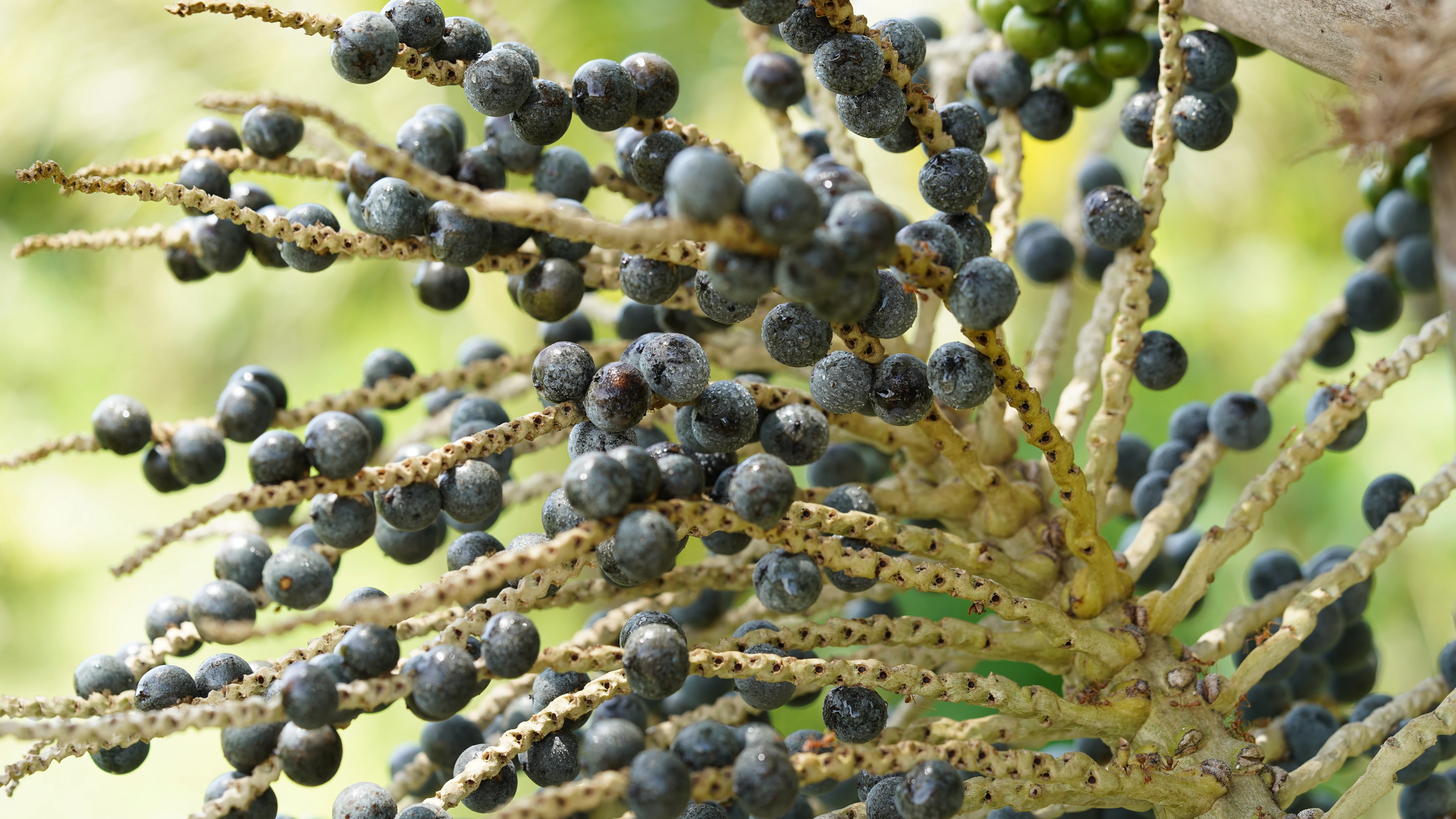 巴西莓好處：維持腸、胃、肝健康運作