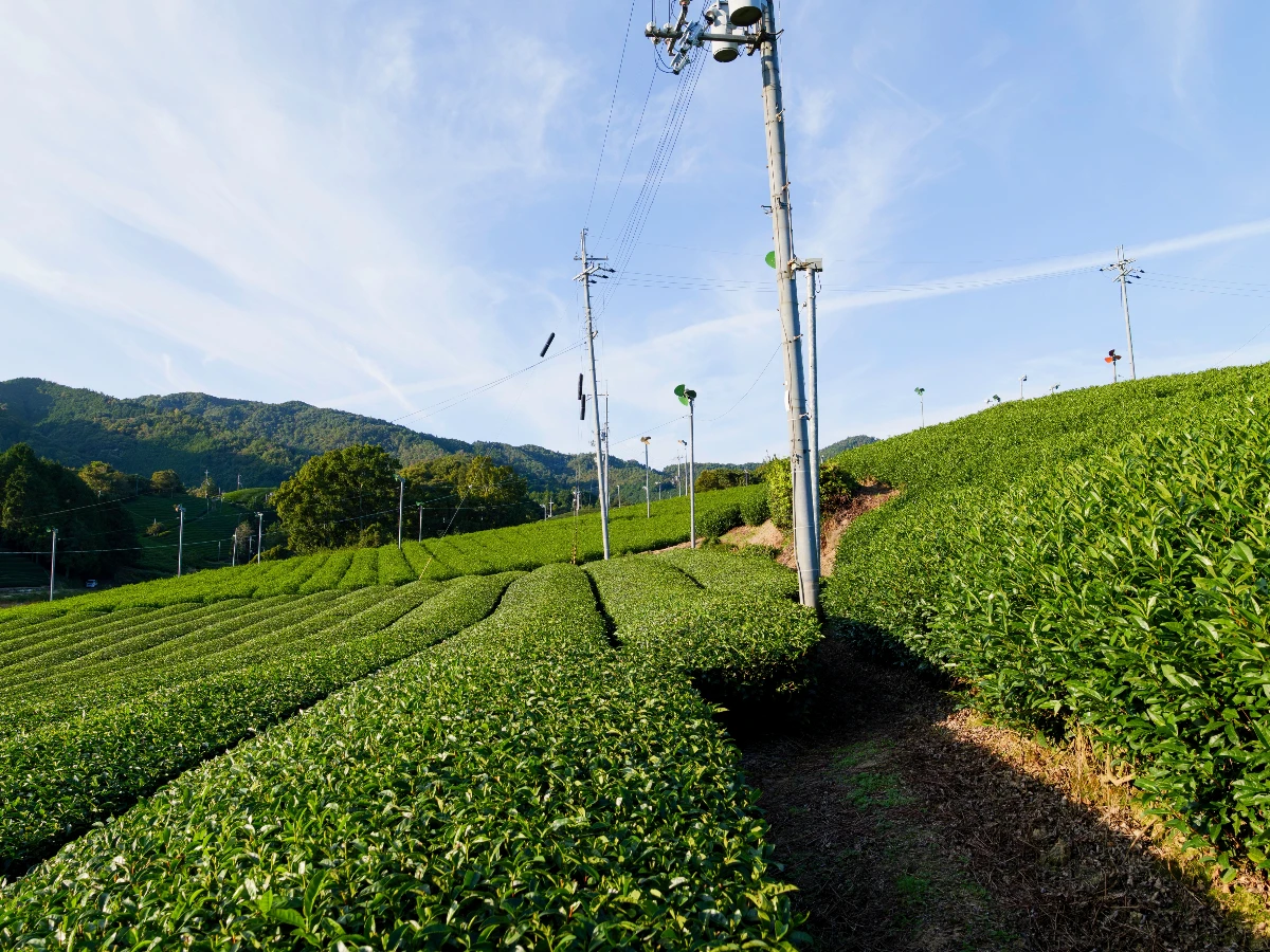 綠茶的種植方法大致分為兩類