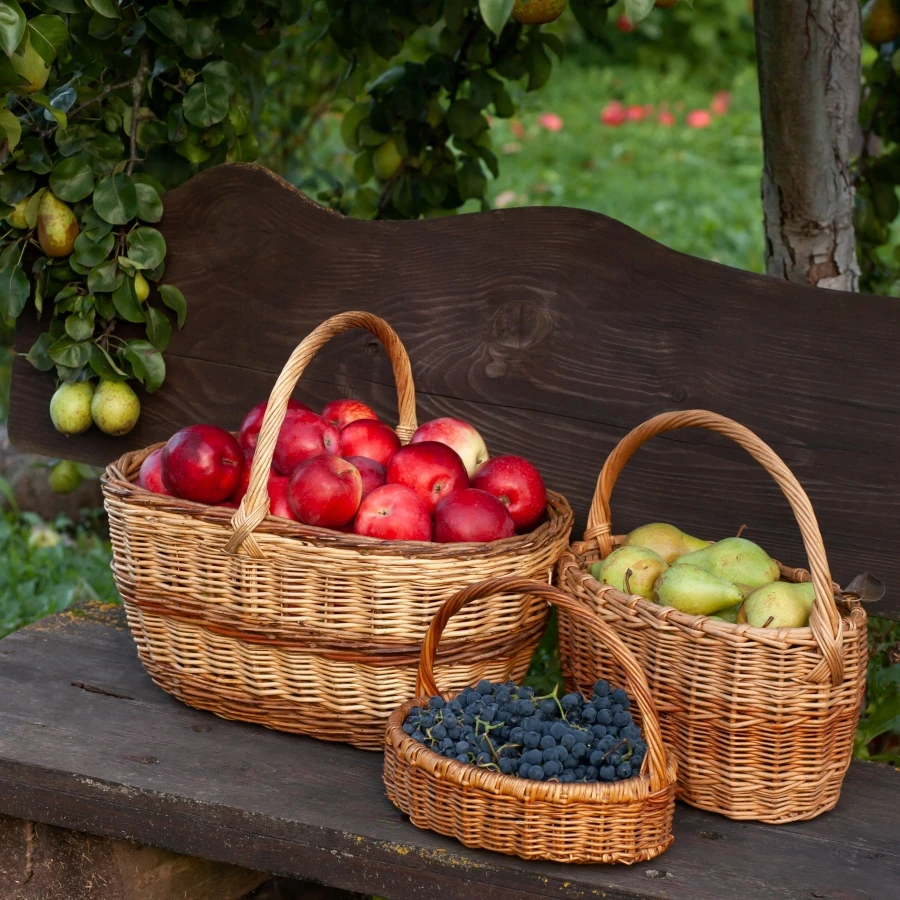 shutterstock_2668494529