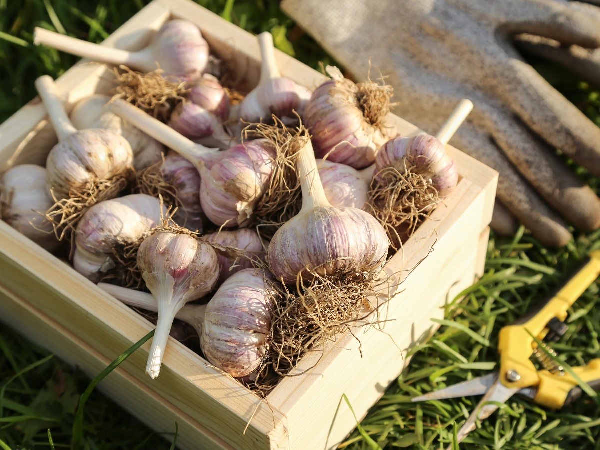 從古老流傳的強大治癒效果