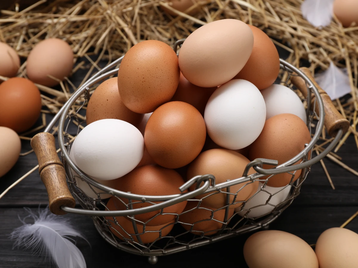 蛋殼顏色|反映雞蛋營養?與母雞年齡有關? 蛋殼顏色|反映雞蛋營養?與母雞年齡有關?