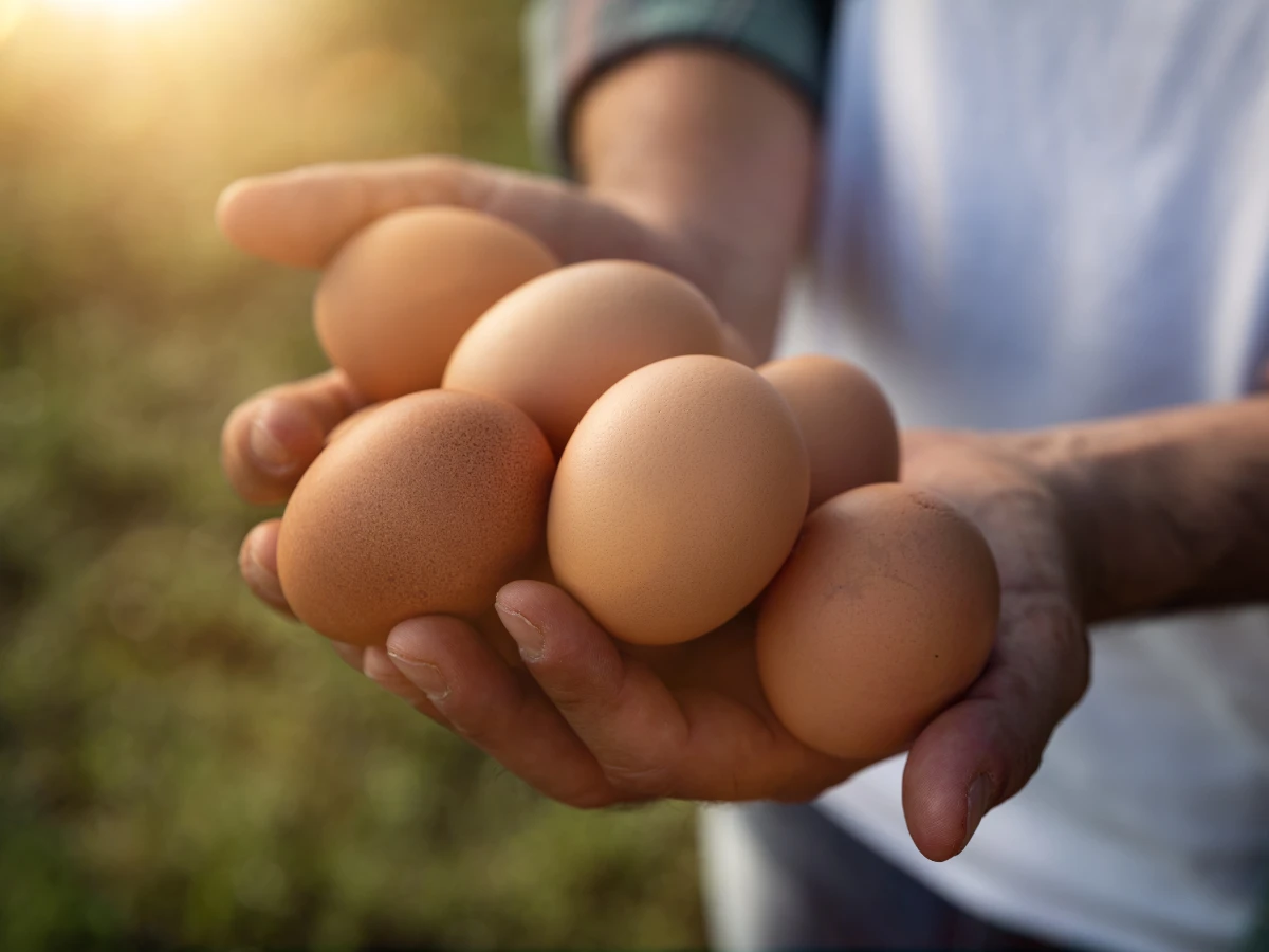 撿雞蛋:3步驟選出漂亮雞蛋 撿雞蛋:3步驟選出漂亮雞蛋
