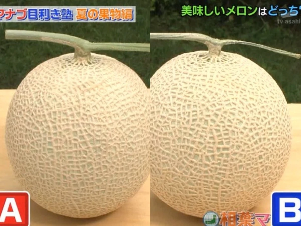 日本哈蜜瓜｜哪個哈蜜瓜較香甜？
