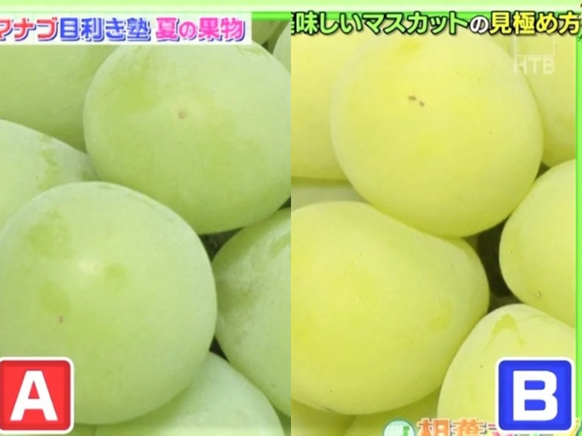_麝香葡萄｜哪份葡萄更鮮甜？ _1_