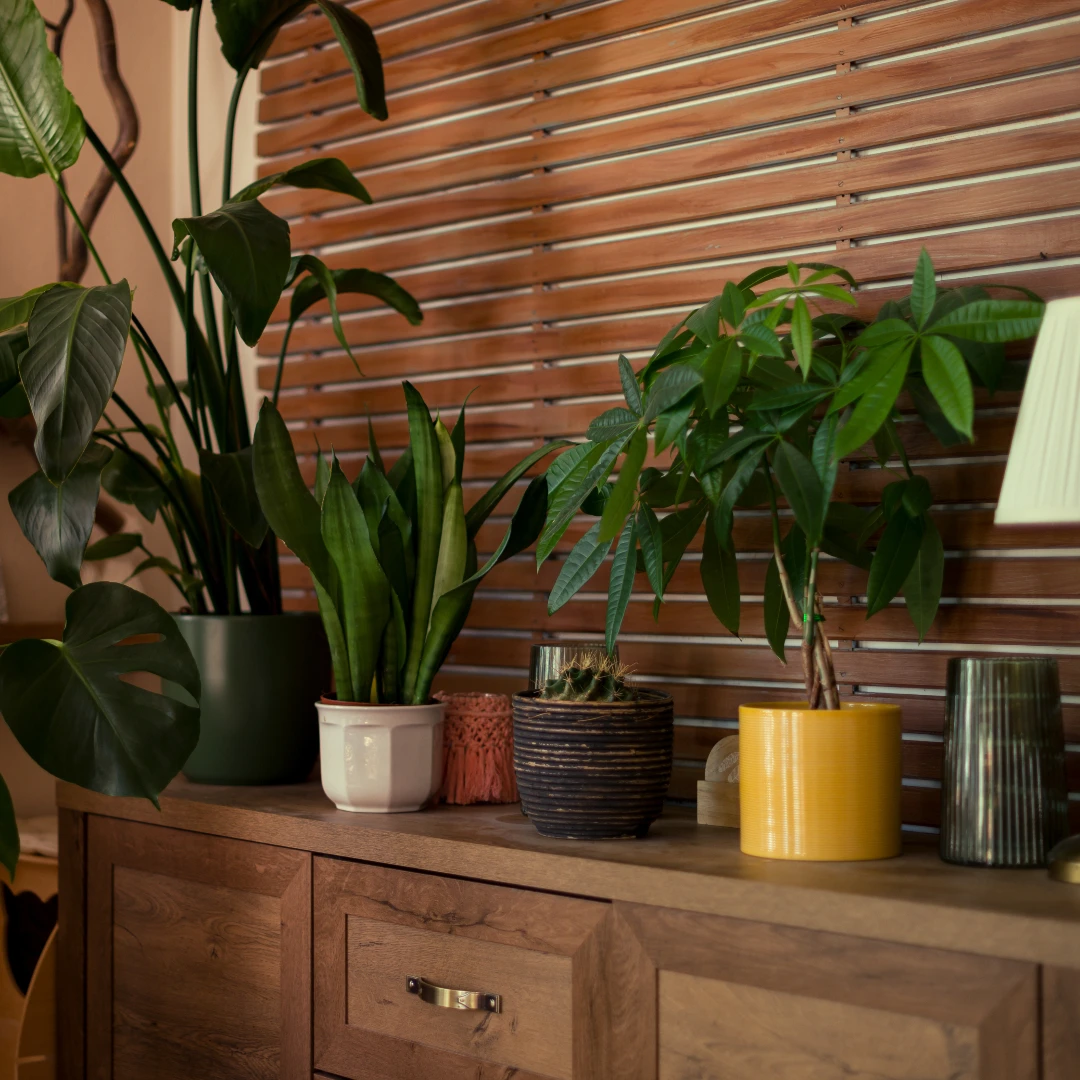 植物老是養不活?6大居家照護技巧:日照、水分、換盆、防蟲完整攻略