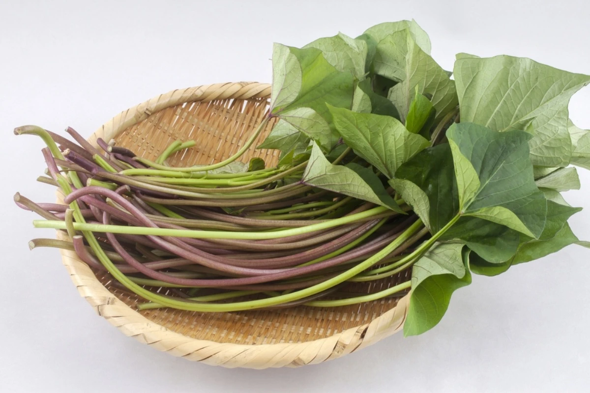 batch_shutterstock_2286966421