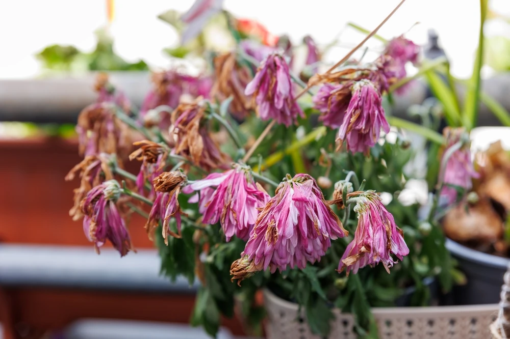 家中放越久越倒楣的物品2. 死植物或枯萎的花卉