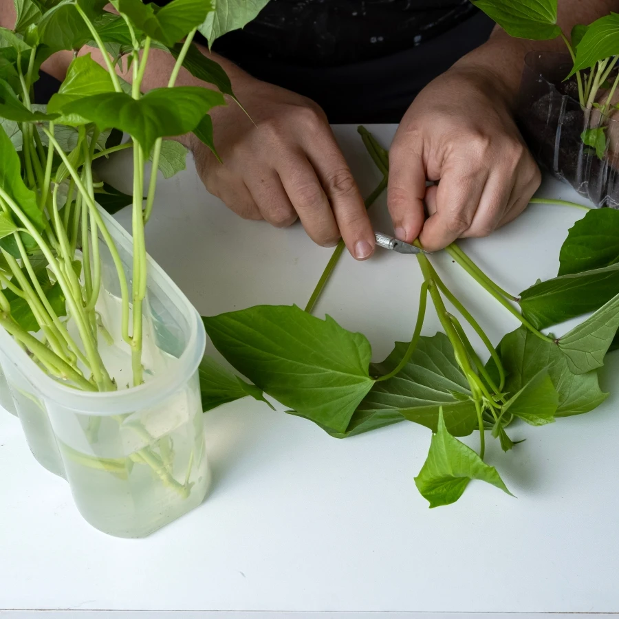 shutterstock_2617842357 shutterstock_2617842357