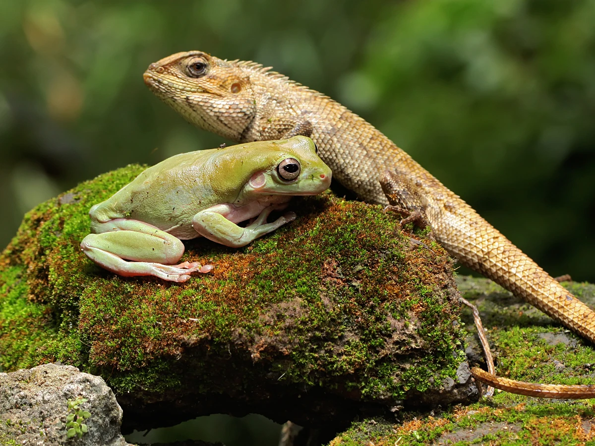 2. 頻繁與動物相遇