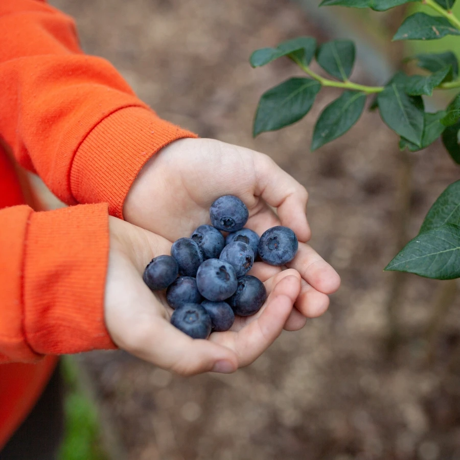 shutterstock_2690339705