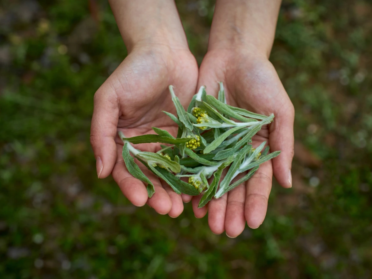 旅行或出國必備保平安、旺運好物4. 五寶草