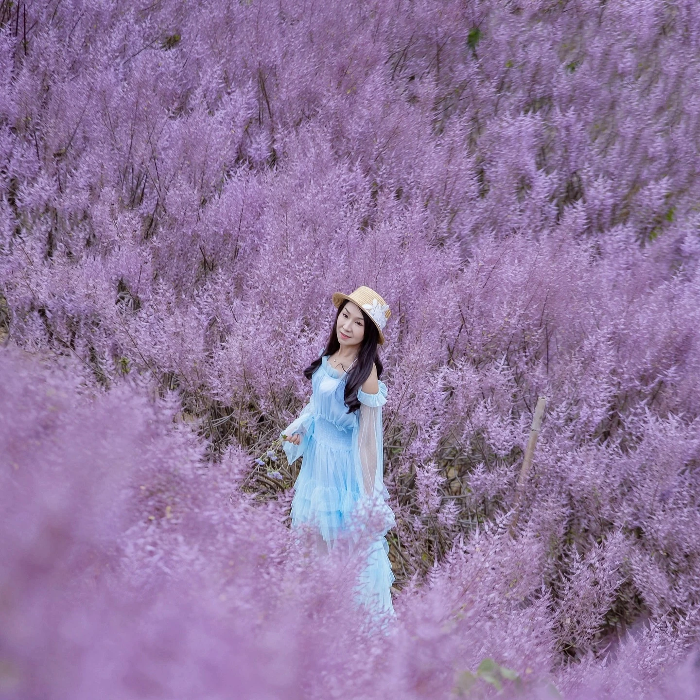 南投爆紅「滿山粉紫花海秘境」九尖茶廠花況、交通！門票只要50元「麝香木」拍好拍滿