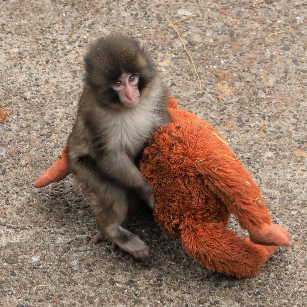Punch胖奇學會說掰掰？小手手舉高對遊客揮手超萌！台灣壽山動物園也有「台版Punch」？