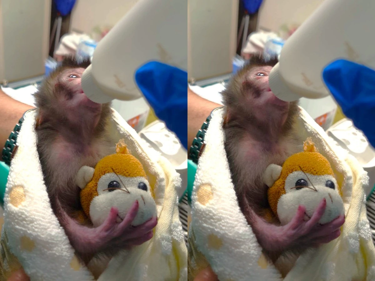 小猴子台版Punch