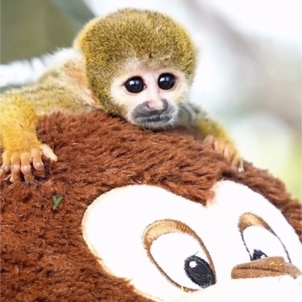 秘魯版「Punch胖奇」孤兒松鼠猴寶寶！緊抱玩偶媽媽顫抖讓人心疼，因非法盜獵被迫與家人分離