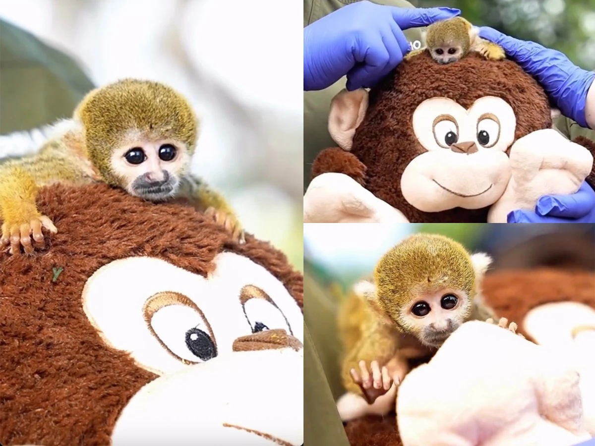 Punch胖奇終於有Line貼圖！市川動物園公開「捐款方式」台灣也能捐