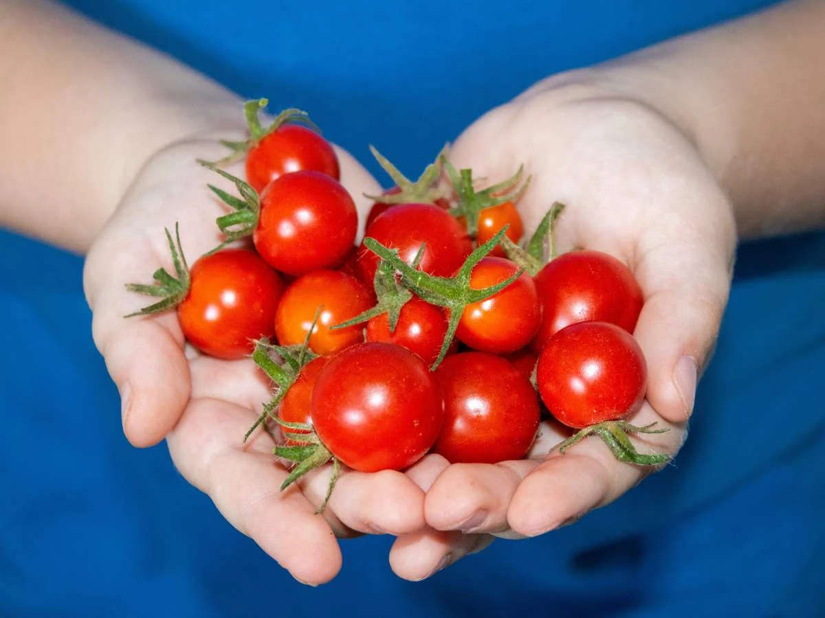 2026雪平鍋挑選指南：雪平鍋是什麼？熱門雪平鍋品牌推薦TOP4，不變黑保養有技巧？